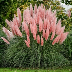 Capim dos Pampas Combo (Rosa e Branco) - Cortaderia selloana na internet