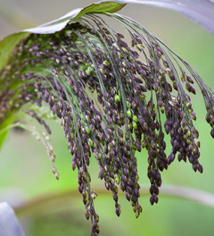 Capim Roxo - Panicum violaceum