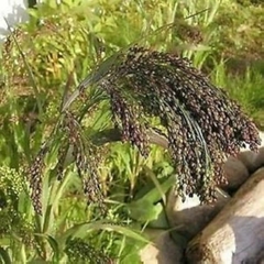 Capim Violeta - Panicum violaceum - comprar online