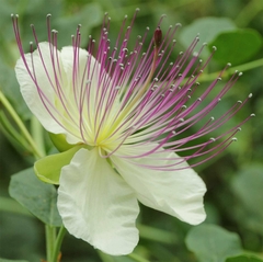 Alcaparra - Alcaparras - Capparis spinosa