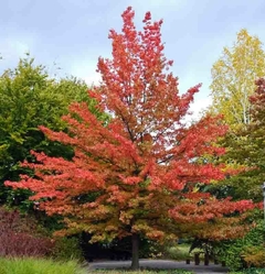 Carvalho Americano - Carvalho Vermelho - Quercus Palustris - Árvore ou Bonsai