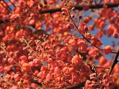 Acacia Rosa - Cassia Rosa - Cassia grandis - Árvore florífera - Plantamundo