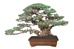 Kit Bonsai - comprar online