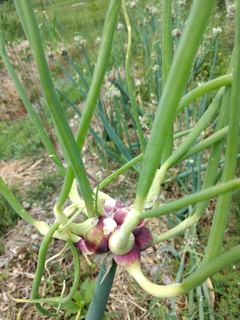 Cebola Caminhante do Egito - Allium x prolificum