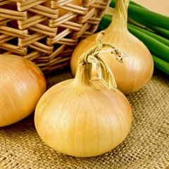 Yellow Spanish Onion - Cebola Espanhola Amarela Doce