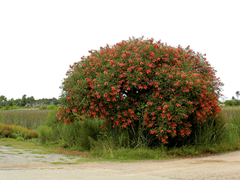 Mulungu Vermelho - Erythrina crista galli