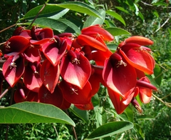 Mulungu Vermelho - Erythrina crista galli - comprar online