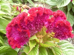 Celosia Rio Bonito - Celosia argentea cristataFlor - fLOR - PANC