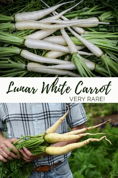 Cenoura Branca Lunar White - comprar online