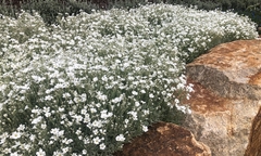Neve No Verão - Cerastium tomentosum - Flor - Plantamundo