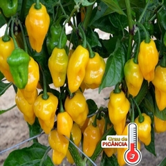 Pimenta Cheiro do Norte - Capsicum chinense