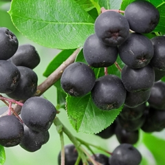 Blueberry Gigante - Chokeberry - Aronia Melanocarpa - Plantamundo