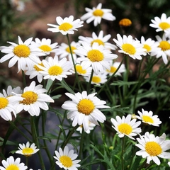 Margarida Maior - Chrysanthemum Leucanthemum - Flor na internet