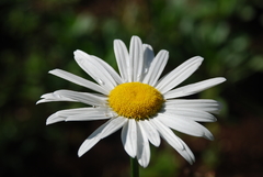 Margarida Maior - Chrysanthemum Leucanthemum - Flor - comprar online