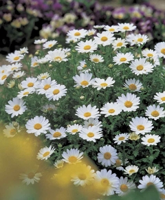 Margarida Rasteira - Chrysanthemum Paludosum - Flor - loja online