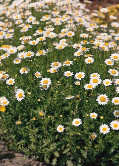 Margarida Rasteira - Chrysanthemum Paludosum - Flor - Plantamundo