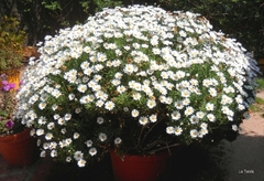 Margarida Rasteira - Chrysanthemum Paludosum - Flor
