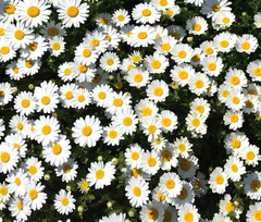 Imagem do Margarida Rasteira - Chrysanthemum Paludosum - Flor