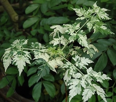 Cinamomo Nevado - Cinamomo variegado - Melia azedarach - Árvore ou Bonsai - Mudas