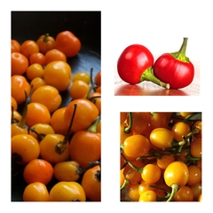 Combo de sementes Pimenta de Bode Vermelha - Amarela - Laranja - Capsicum annuum