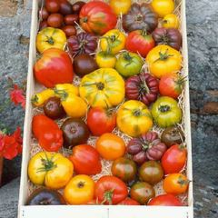 Mix de Tomates - 50 sementes na internet