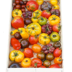 Mix de Tomates - 50 sementes - comprar online