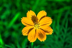 Cosmos Amarelo - Pasto apícola - Cosmos sulphureus - Plantamundo