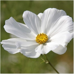 Cosmos Branco - Cosmos Purity - Pasto apícola - Cosmos bipinnatus - Flor