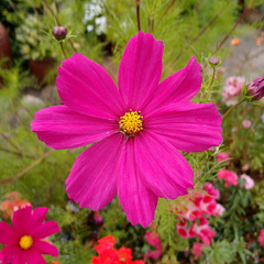 Cosmos Dazzler - Pasto apícola - Cosmos bipinnatus - Flor