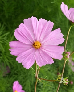 Cosmos Pinkie- Cosmos bipinnatus - Flor - comprar online