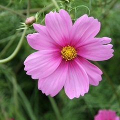 Cosmos Pinkie- Cosmos bipinnatus - Flor