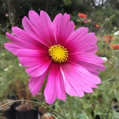 Cosmos Radiance - Pasto apícola - Cosmos bipinnatus - Flor