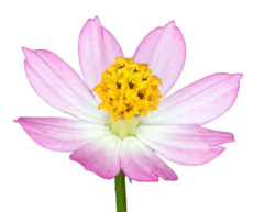 Cosmos Lilás - Cosmos ccaudatus - Ulan Raja Flor Panc Pasto Apicola Abelhas - loja online