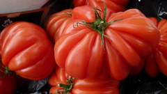 Tomate Costoluto Genovese - Variedade italiana - Plantamundo