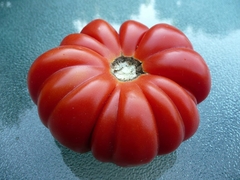 Tomate Costoluto Genovese - Variedade italiana na internet