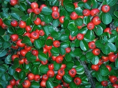 Cotoneaster - Bonsai ou Cerca Viva - comprar online