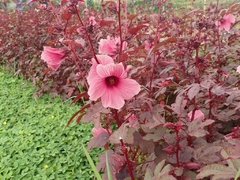 Cranberry Hibisco - Hibiscus acetosella - Vinagreira Roxa - Mudas - comprar online