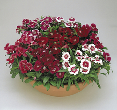 Cravina sortida - Dianthus chinensis - Flor