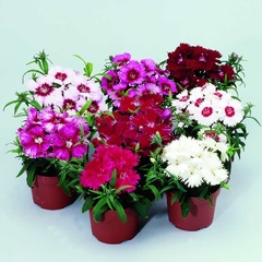 Cravina sortida - Dianthus chinensis - Flor - comprar online