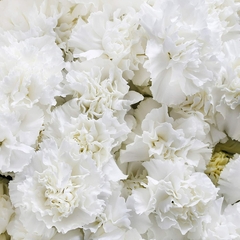 Cravo Chabaud Gigante Branco - Dianthus caryophyllus - Flor de corte - Plantamundo