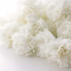 Cravo Chabaud Gigante Branco - Dianthus caryophyllus - Flor de corte na internet