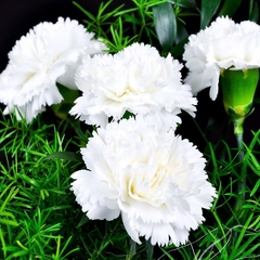 Cravo Chabaud Gigante Branco - Dianthus caryophyllus - Flor de corte - comprar online
