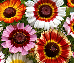 Crisantemo Tricolor - Painted Daisy - Margarida Tricolor - Chrysanthemum carinatum - comprar online