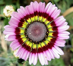 Crisantemo Tricolor - Painted Daisy - Margarida Tricolor - Chrysanthemum carinatum