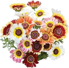 Crisantemo Tricolor - Painted Daisy - Margarida Tricolor - Chrysanthemum carinatum na internet