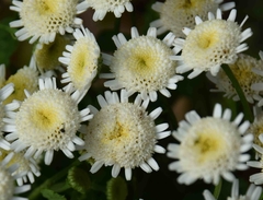 Crisantemo White Star - Tanacetum parthenium - Flor