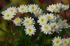 Crisantemo White Star - Tanacetum parthenium - Flor - comprar online