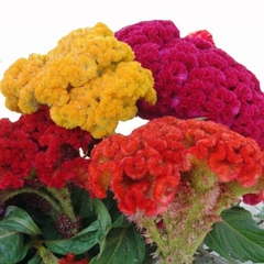 Crista de Galo Mix- Celosia cristata - Flor - PANC