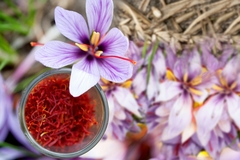 Mudas de Açafrão Verdadeiro - Crocus sativus na internet