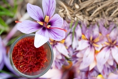 Bulbos de Açafrão Verdadeiro - Crocus sativus - Plantamundo